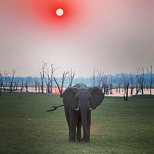 Elephant and sunset